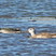 Cotton Pygmy-goose